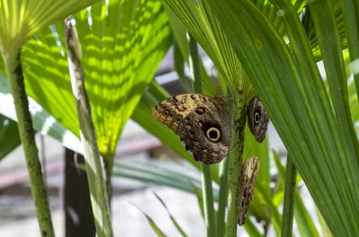 Owl Eye Butterfly Belize 2022